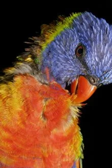 Images Dated 8th July 2008: Close-up of a Rainbow Lorikeet preening