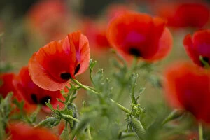 Close-up of Red Poppies in fields Central