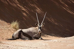 Sossusvlei Gallery: Close-up of resting Oryx (Oryx gazella)