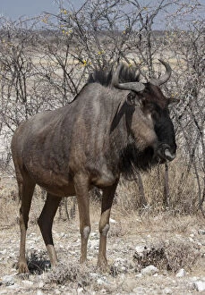 Solitary Gallery: Close-up of solitary wildebeest (Connochaetes)