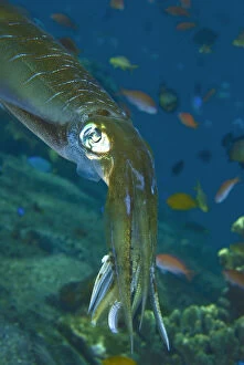 Close-up of a squid, Lembata Island, Indonesia