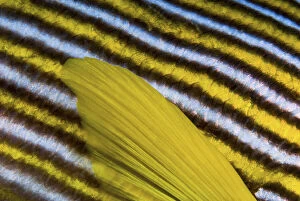 Close-up of sweetlip (Plectorhinchus) fin