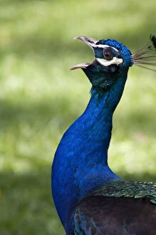 Close-up view of Peacock calling, Botanical