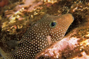 Ecosystem Gallery: Close up of whitespotted puffer, or canthigaster