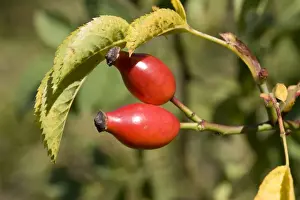 Herbal Prints: Closeup bright red rose hips or haws on wild dog rose Rosa canina Cotswolds UK