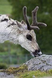 Closeup of Forest reindeer grazing on lichens
