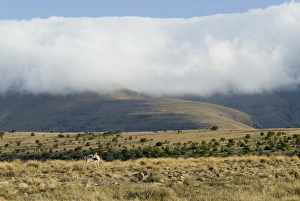 Images Dated 18th February 2007: Cloud blanket enveloping mountain tops with springbok (Antidorcas marsupialis)