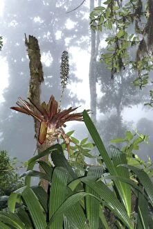 Images Dated 22nd March 2006: Cloud forest - with bromeliad Chirripo Nationalpark, Costa Rica