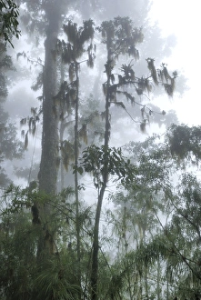 Images Dated 22nd March 2006: Cloud forest - with lichen and moss Chirripo Nationalpark, Costa Rica