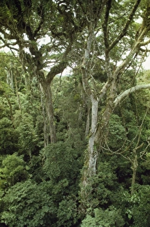 Images Dated 27th June 2007: Cloud Forest Monteverde, Costa Rica