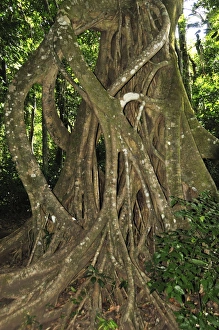 Images Dated 22nd March 2008: Cloud forest, Monteverde, Costa Rica