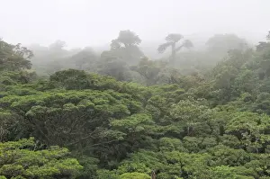 Cloud forest, Monteverde, Costa Rica