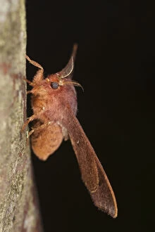 Images Dated 27th June 2011: Cloud Forest Moth, Mindo, Cloud Forest