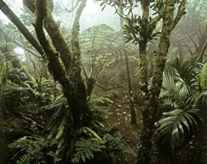 Images Dated 20th August 2009: Cloud forest on summit of Mt Gower, 875 m Lord Howe Island, New South Wales, Australia JPF32779