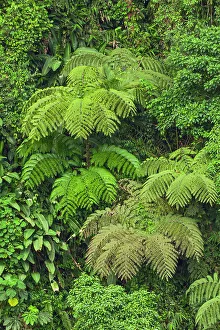 Images Dated 2nd January 2022: Cloud forest trees and vegetation in the mountains of Bajos del Toro Amarillo, Sarchi
