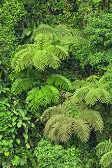 Lush Prints: Cloud forest trees and vegetation in the mountains of Bajos del Toro Amarillo