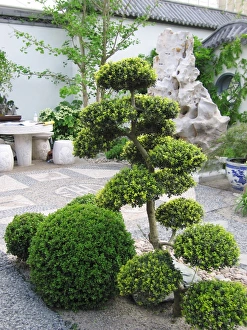 Images Dated 24th May 2007: Cloud Pruned Tree - in Japanese garden