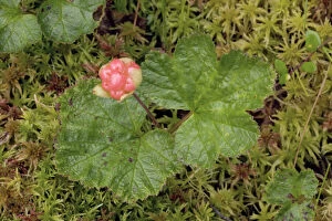 Images Dated 14th July 2006: Cloudberry, in fruit