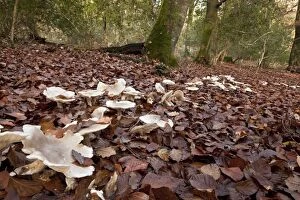 Images Dated 24th November 2011: Clouded Funnel - in fairy ring in old beech woodland