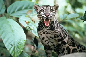 Snarling Prints: Clouded Leopard