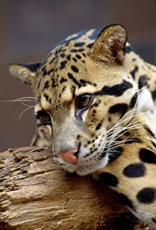 Big Cats Collection: Clouded Leopard - close-up of face - India - Indochina