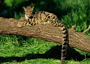 Big Cats Collection: Clouded Leopard - resting on fallen tree - Distribution: Nepal -s China. Sumatra, Borneo and Taiwan