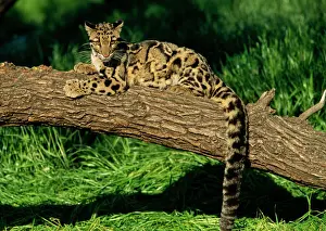 Predators Prints: Clouded Leopard - resting on fallen tree - Distribution: Nepal -s China