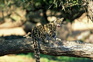 Clouded Leopard - on tree licking lips