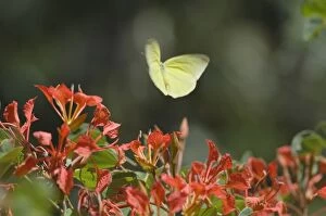 Clouded Sulphur Butterfly / Common Sulphur - flying