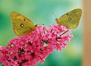 Clouded Yellow Butterflies - two on pink Buddleia flower, side view