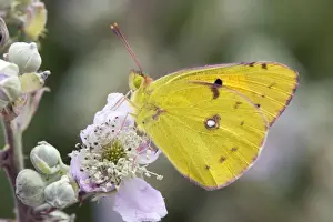 UK Wildlife Prints: Clouded Yellow Butterfly - on bramble - UK