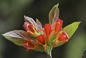 Cloudforest flower (Gesneriaceae)