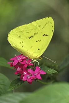 Cloudless Sulphur Butterfly (Phoebis sennae)