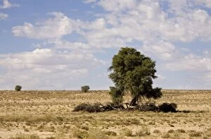 Clouds over typical Kalahari Scenery