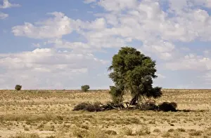 Clouds over typical Kalahari Scenery - Kalahari Desert - Kgalagadi National Park - South Africa