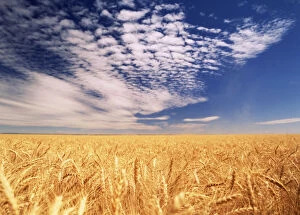 Clouds over wheat field (Large format sizes)