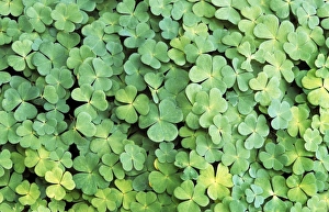 Clover Gallery: Clover