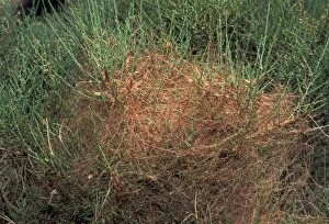 Clover Gallery: Clover Dodder - Colonizing a corsican broom