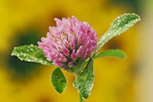 Images Dated 8th August 2011: Clover Flower