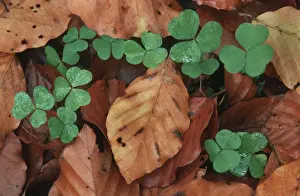 Clover Prints: Clover inbetween beech leaves in wood - autumn - Belgium