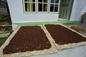 Harvests Prints: Cloves - drying in the streets - Spice Islands - Indonesia