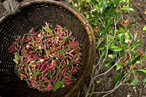 Harvests Prints: Cloves - just after picking -Ternate Indonesia