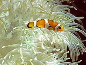 Tentacles Prints: Clown / Anemone Fish