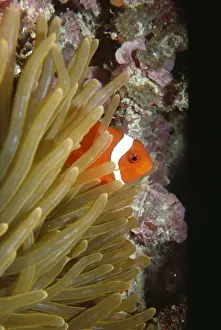 Anemones Prints: Clown / Anemone Fish - note: uncommon gill spine - Indonesia