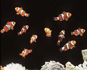 Clown / Anemone Fish - Shoal