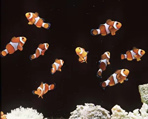 <b class=qtipBold><figcaption>Clown / Anemone Fish - Shoal</figcaption></b><br>LA-171 CLOWN / ANEMONE FISH - shoal Amphpriba ocellaris Jean Michel Labat Please note that prints are for personal display purposes only and may not be reproduced in any way.<br><em>© Ardea 2007 - All Rights Reserved</em> Clown / Anemone Fish - Shoal