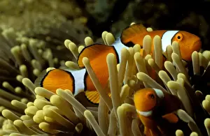 Marine Prints: Clown anemonefish have a symbiotic relationship with their host sea anemone with both species gaining protection