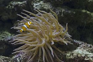 Clown fish (Amphiprion ocellaris) swimming in Magnificent anemone