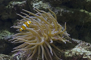Clown fish (Amphiprion ocellaris) swimming in Magnificent anemone Clown fish (Amphiprion ocellaris) swimming in Magnificent anemone