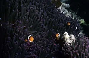 Clown Fishes Prints: Clown FIsh - Malaysia